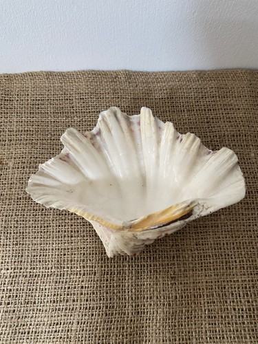 Natural bear paw - bear, shell