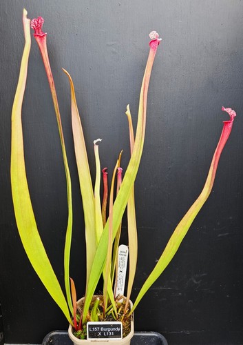 Sarracenia l157 burgundy - sarracenia,
