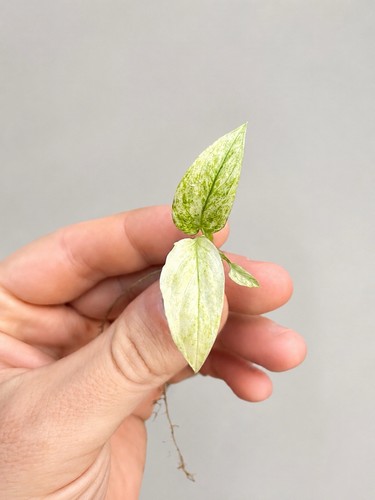 Monstera laniata variegated - monstera,