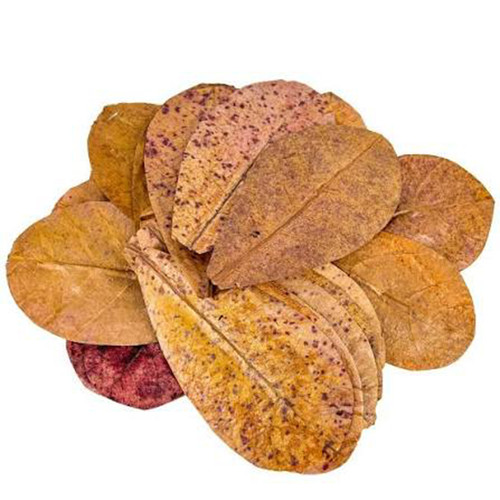 Premium organic almond - almond, catappa