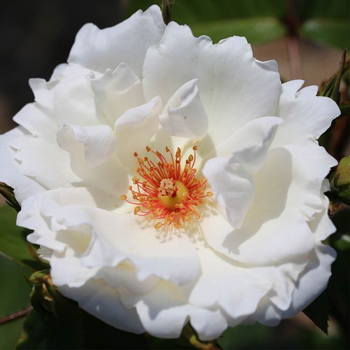 Harkness roses climbing - harkness, rose