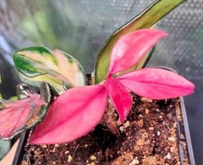 Hoya Carnosa Tri-colour Highly