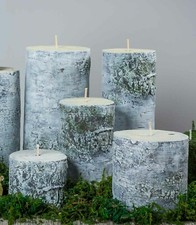 BIRCH LOG / TREE LOG