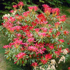 Pieris japonica Forest Flame