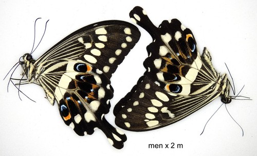 Butterfly papilionidae 2 - butterfly,