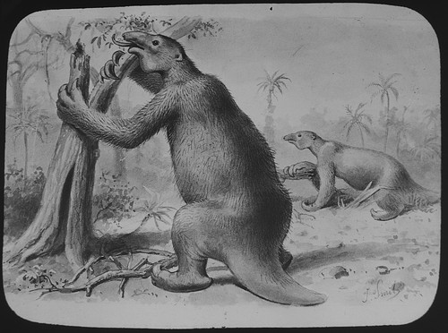 Extinct american giant sloths - american,