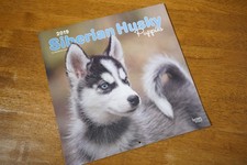 Siberian Huskies Husky Puppies