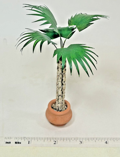Tall fan palm - fan, with