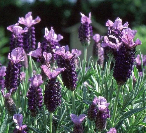 Lavender stoechas french - stoechas,
