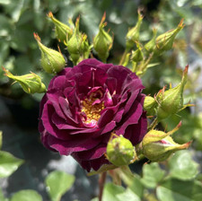DEAR MARY - Purple Floribunda