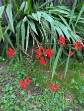 Crocosmia Lucifer Corms x 6