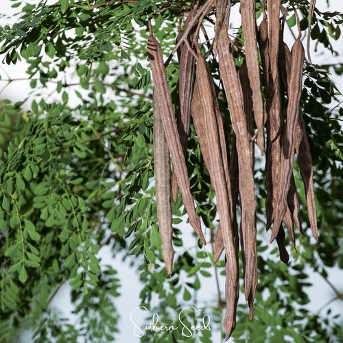 Drumstick tree horseradish - tree,