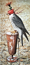 LANNER FALCON ON PERCH * PRINT OF A  PAINTING BY TUNNICLIFFE