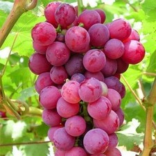 PINK  GMO FREE - GRAPES  FOR