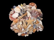 Mixed Shells Natural shell Seashells Beach Shell Wedding Display Craft Aquarium