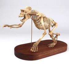 Gorilla Skull Skeleton Animal