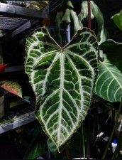 Anthurium Muchlis x Self -