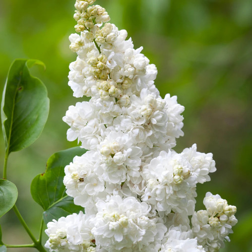 Syringa vulgaris lilac white - vulgaris,