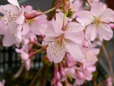 Prunus Ruby Dwarf Patio