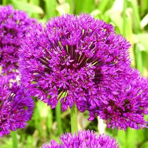 Allium purple sensation bulbs - purple,