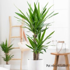 Indoor Houseplant, Twin Stem Yucca Plant, 17cm Pot, Up to 70cm Tall, Foliage