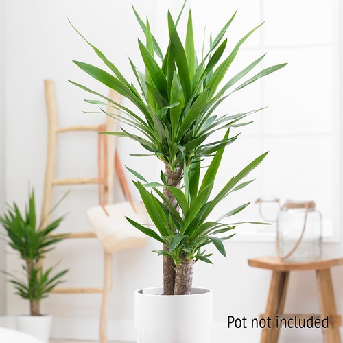 Indoor houseplant twin - houseplant,,
