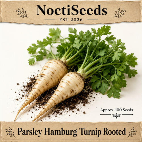 Parsley hamburg turnip rooted - parsley,