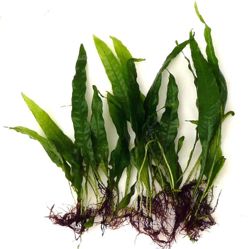 Java fern microsorium - java,