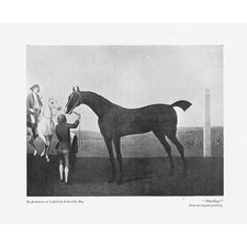 The Race Horse 'Black Legs' -
