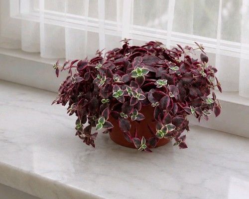 Crassula marginalis calico - crassula,