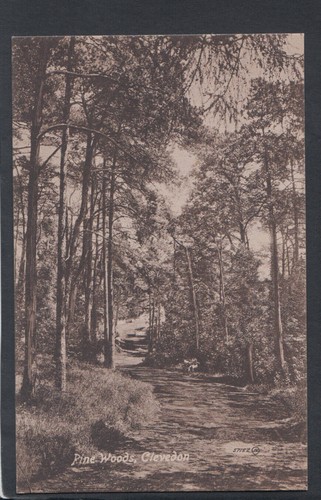 Somerset postcard pine - somerset,