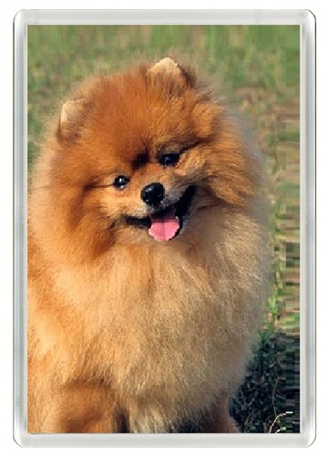 Pomeranian dog fridge magnet - pomeranian,
