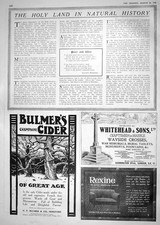 Antique Print 1918 Bulmer'S