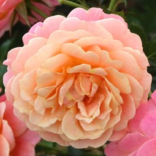 Climbing Rose 'Peach Melba'