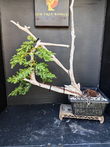 Tanuki needle juniper bonsai - juniper,