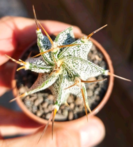 Astrophytum ornatum - ornatum,