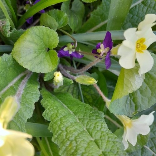 Spring pack native - spring, x