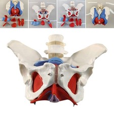 Female Pelvis Model Teaching