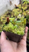 Nepenthes Edwardsiana Sg