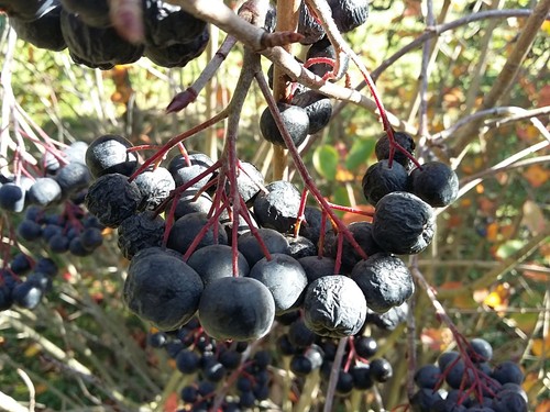 Purple chokeberry aronia - purple,