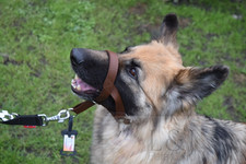 Padded Head Collar Dog