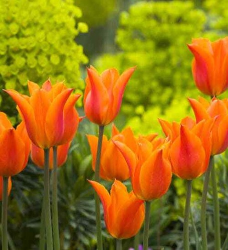 Lily tulips ballerina - tulips,