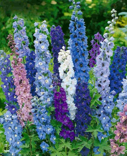 Delphinium pacific giant mix - delphinium,