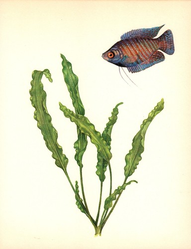 Vintage tropical fish print - fish,