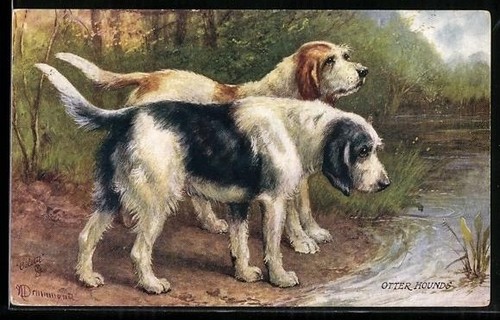 Postcard hunting dogs - hunting,