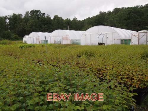 Photo dundreggan polytunnels - dundreggan,