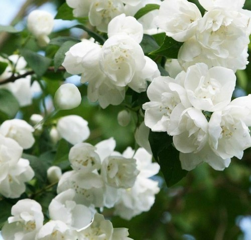 Philadelphus virginal mock - ,