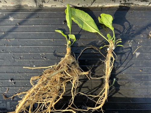 Large organic horseradish - ,