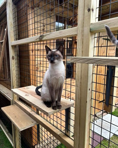 Safecat cat enrichment - cat,