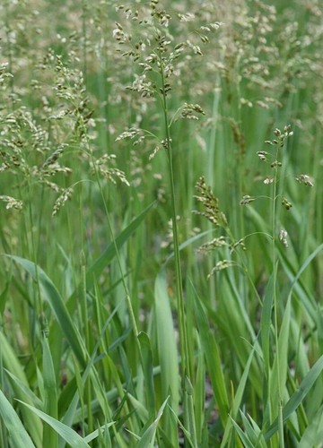 Holy grass plug - grass,